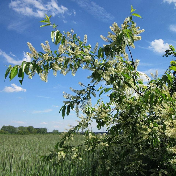 Prunus serotina ~ Black Cherry-ServeScape