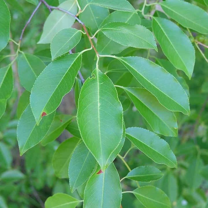 Prunus serotina ~ Black Cherry-ServeScape