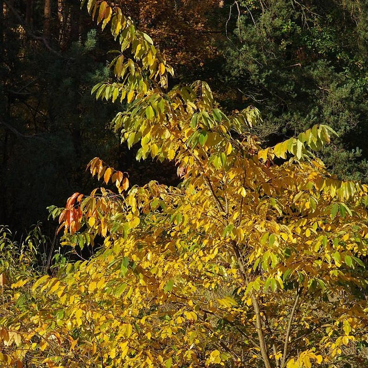 Prunus serotina ~ Black Cherry-ServeScape