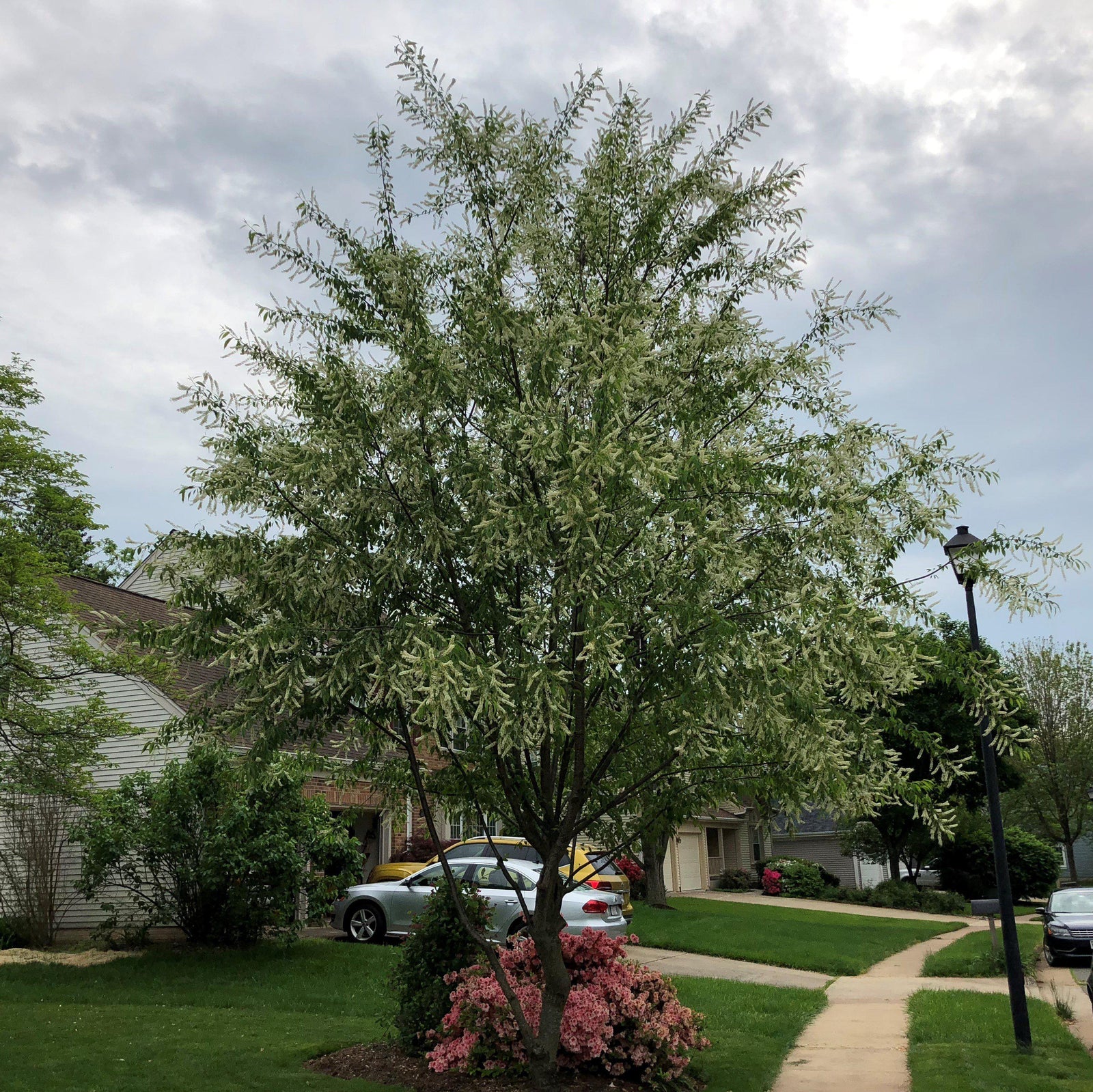 Prunus serotina ~ Black Cherry-ServeScape