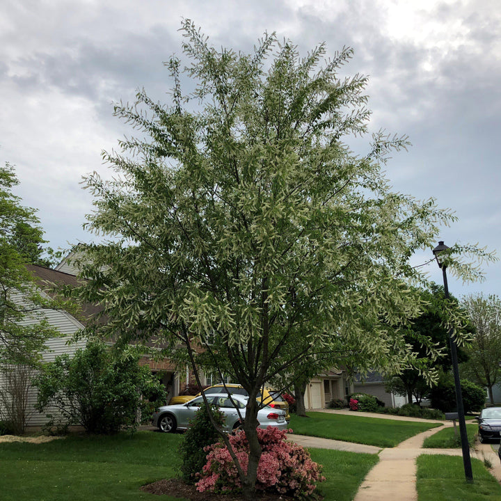 Prunus serotina ~ Black Cherry-ServeScape
