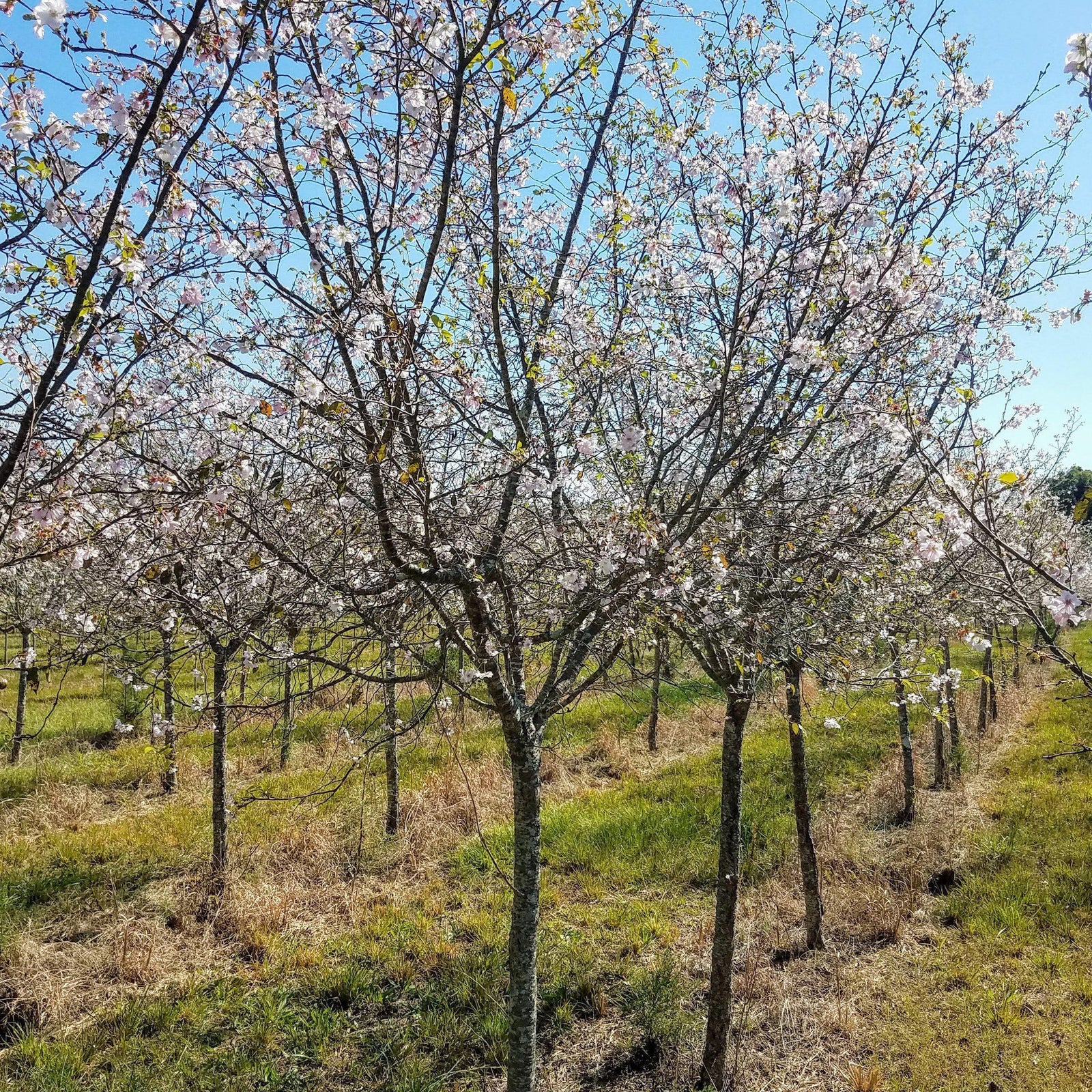 Prunus serrulata 'Snow Goose' ~ Snow Goose flowering cherry - Delivered By ServeScape