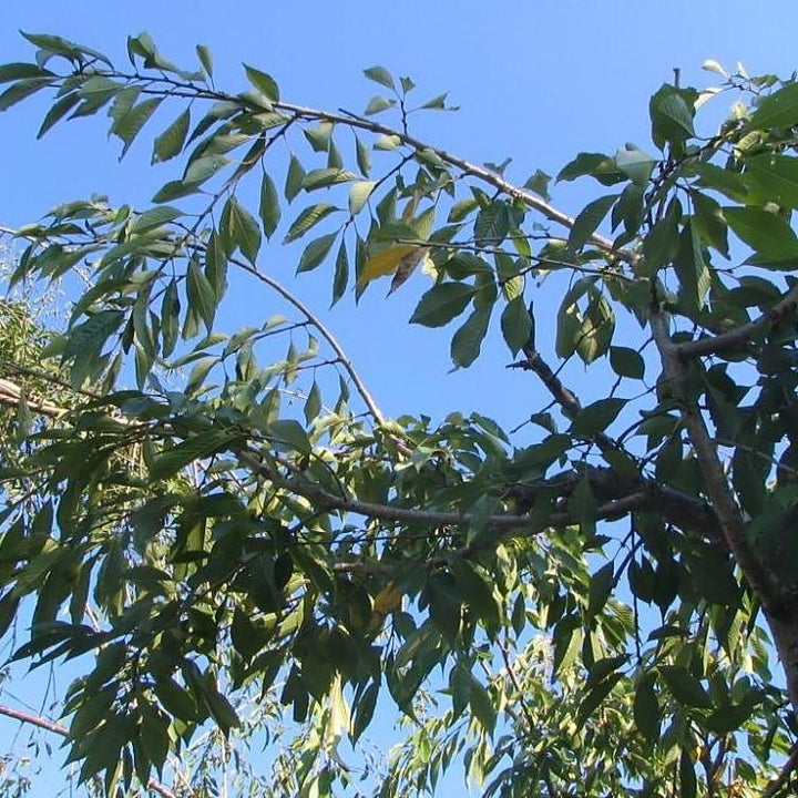 Prunus subhirtella var. pendula ~ Double Weeping Higan Cherry-ServeScape