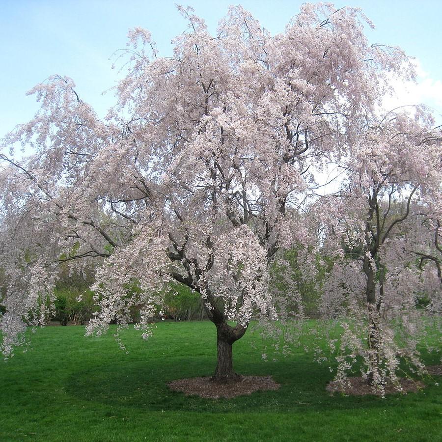 Prunus subhirtella var. pendula ~ Double Weeping Higan Cherry-ServeScape