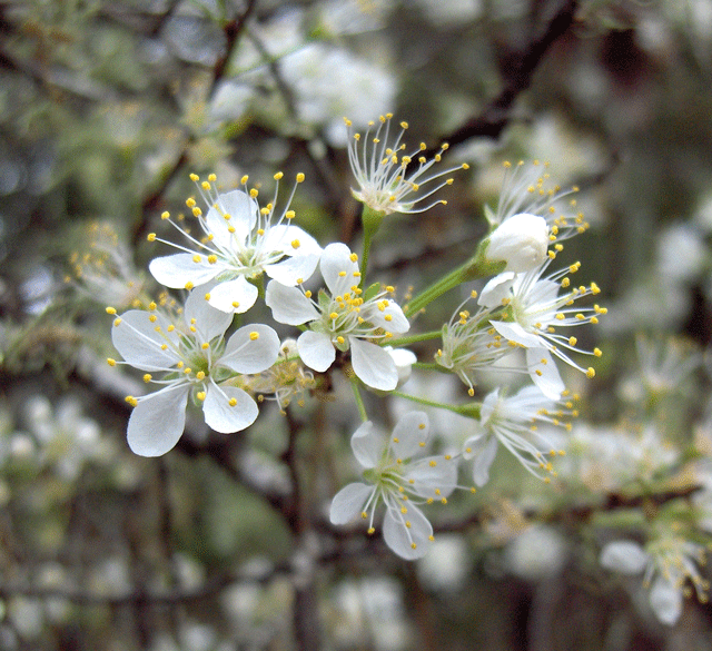 Prunus angustifolia ~ Chickasaw Plum - Delivered By ServeScape