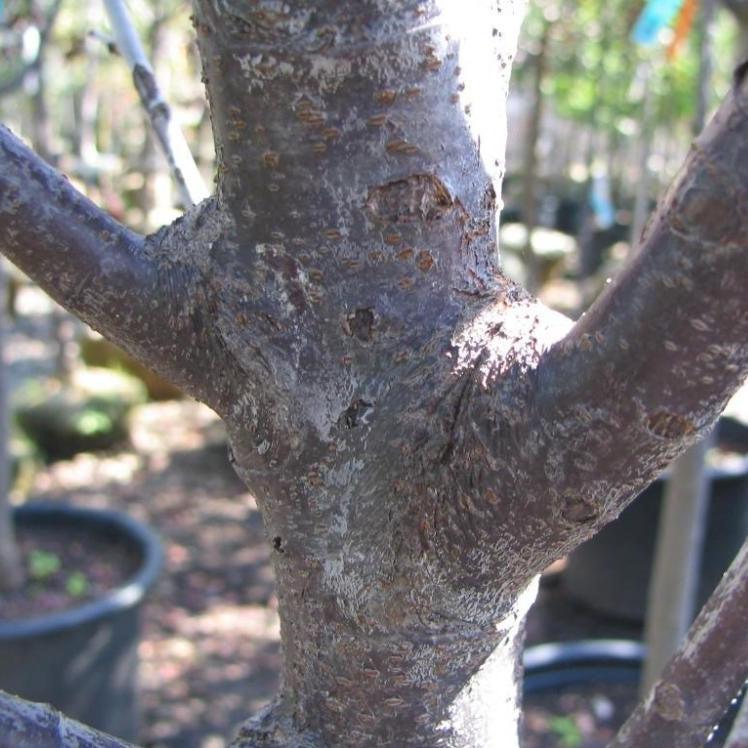 Prunus cerasifera 'Thundercloud' ~ Thundercloud Purple Leaf Plum-ServeScape