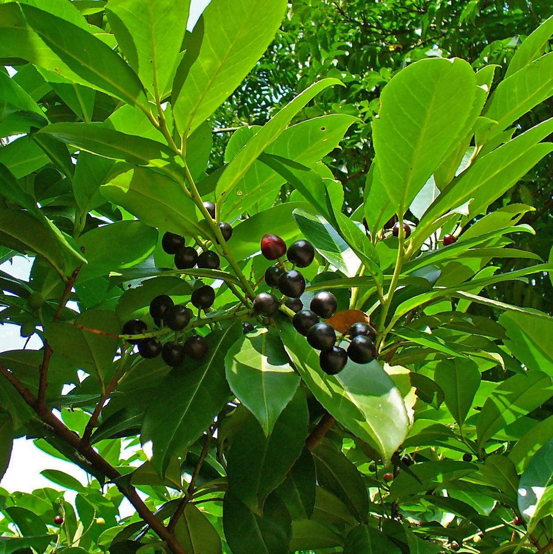 Prunus laurocerasus ~ Cherry Laurel-ServeScape