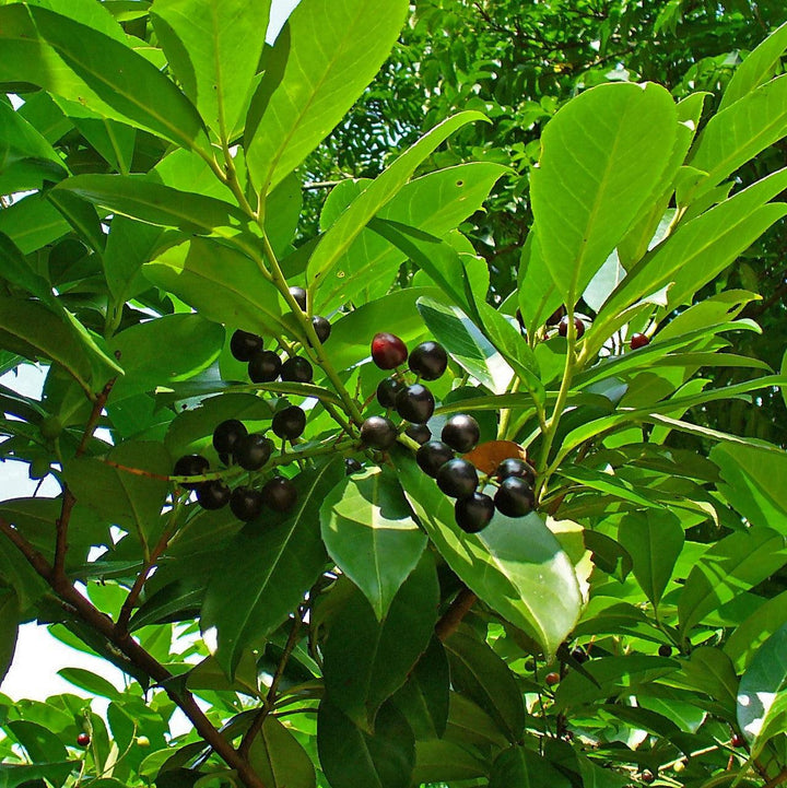 Prunus laurocerasus ~ Cherry Laurel-ServeScape