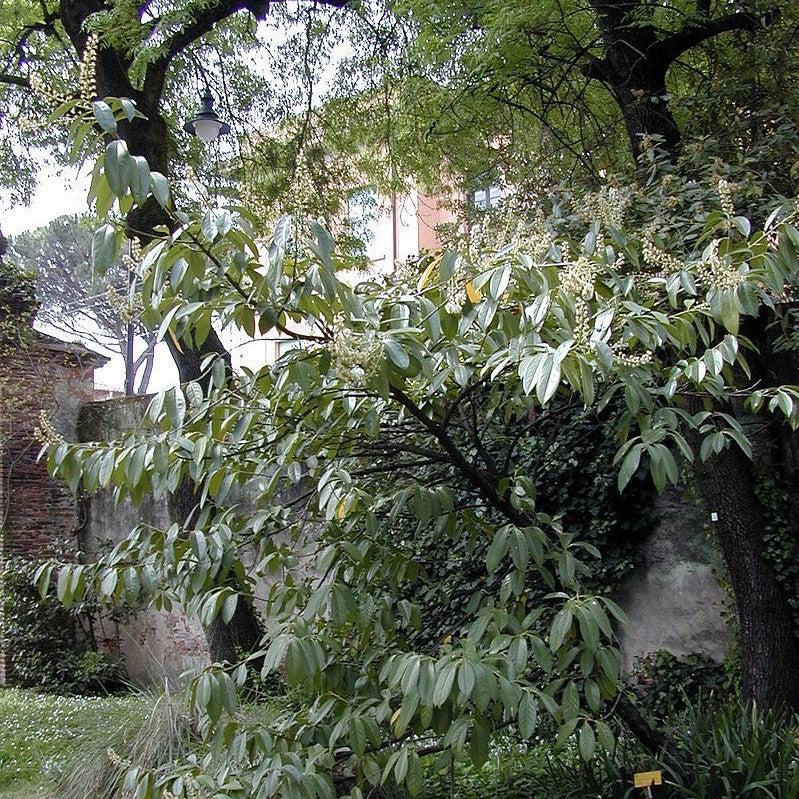 Prunus laurocerasus ~ Cherry Laurel-ServeScape