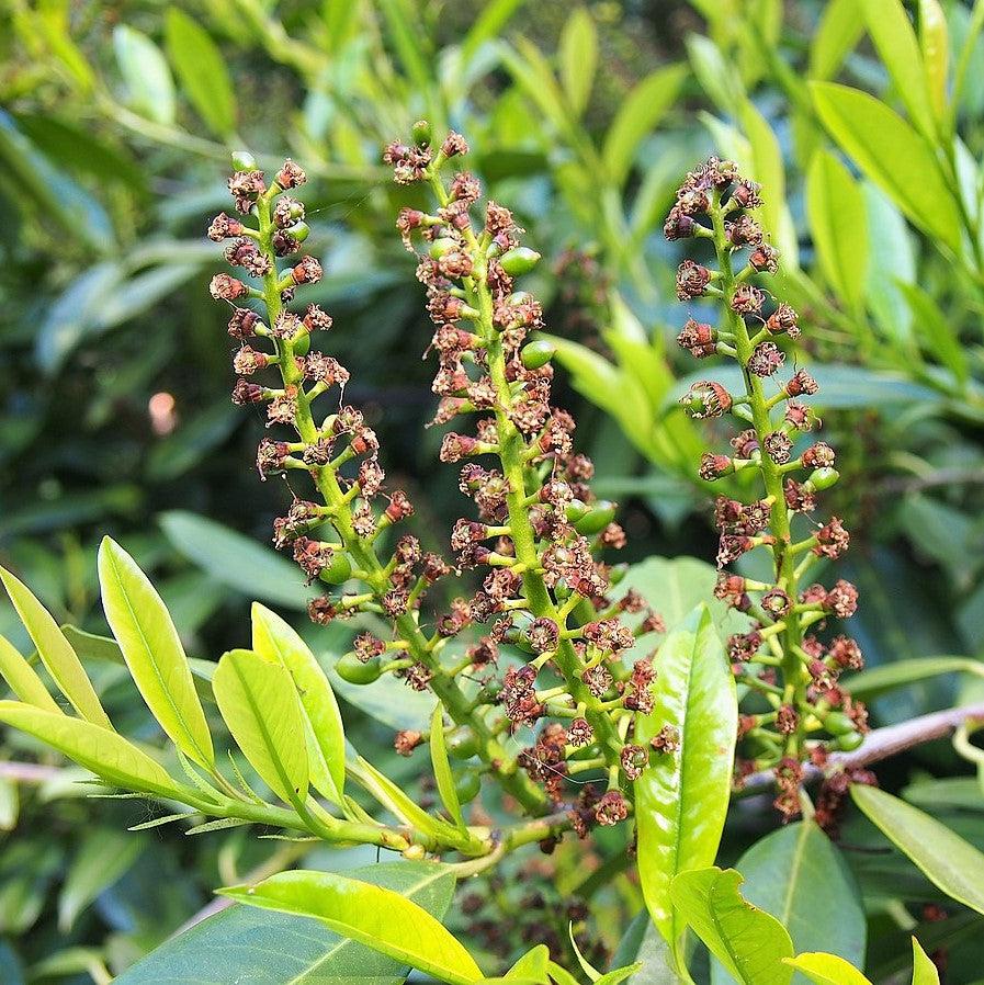 Prunus laurocerasus 'Schipkaensis' ~ West Coast Skip Laurel, Schipkaensis-ServeScape