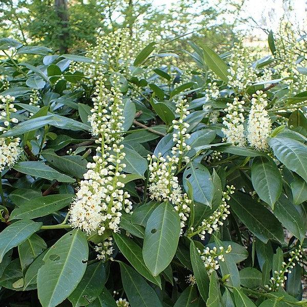 Prunus laurocerasus 'Schipkaensis' ~ West Coast Skip Laurel, Schipkaensis-ServeScape