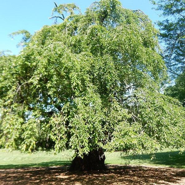 Prunus x yedoensis 'Pendula' ~ Weeping Yoshino Cherry, White-ServeScape