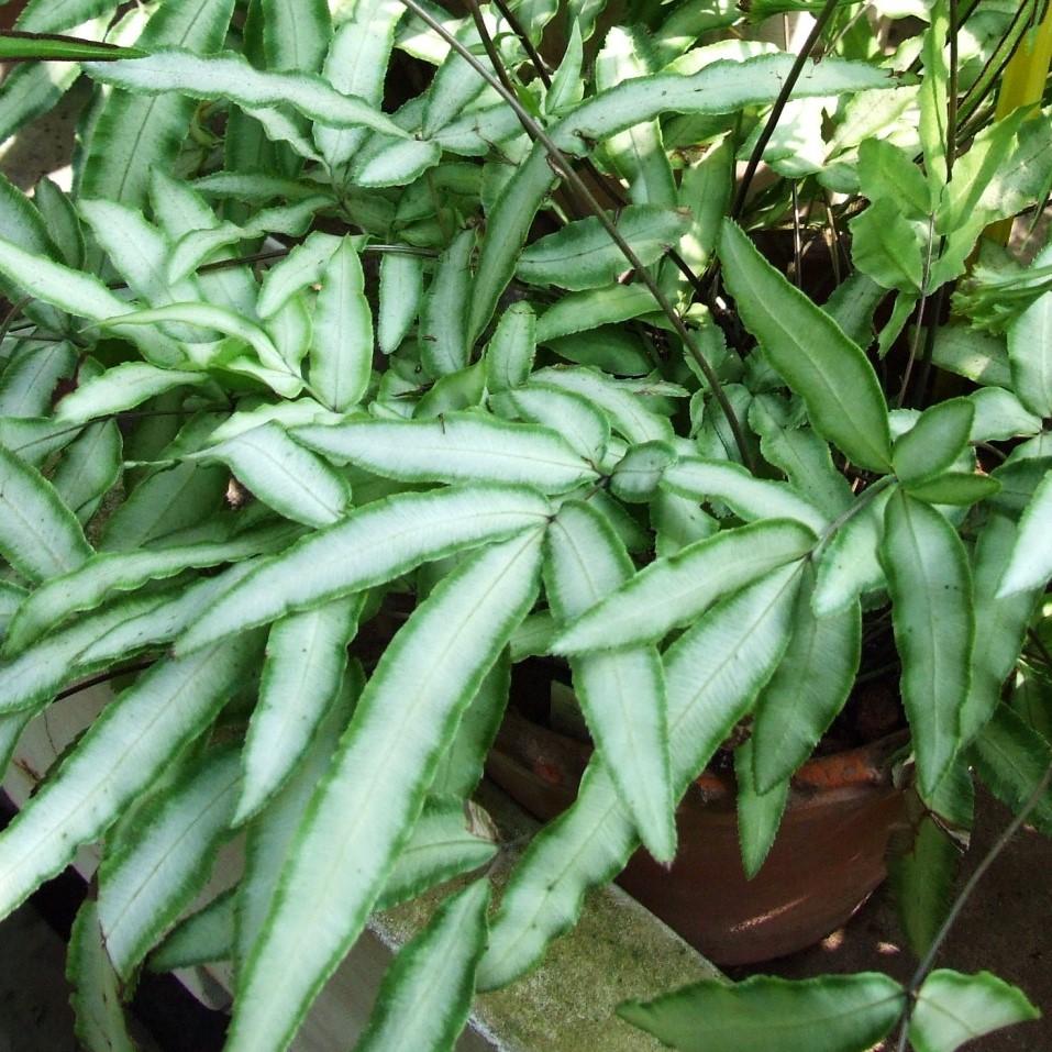 Pteris cretica ‘Albolineata’ ~ White Striped Cretan Brake, Silver Ribbon Fern - Delivered By ServeScape