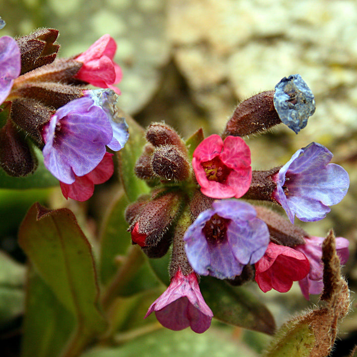 Pulmonaria 'High Contrast' ~ High Contrast Lungwort-ServeScape