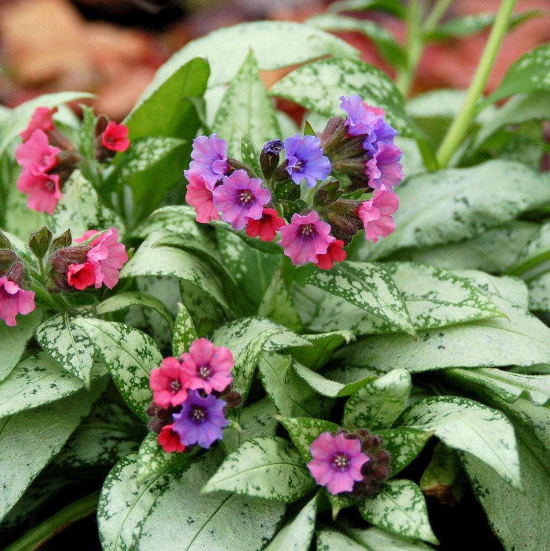 Pulmonaria 'Silver Bouquet' ~ Silver Bouquet Lungwort-ServeScape