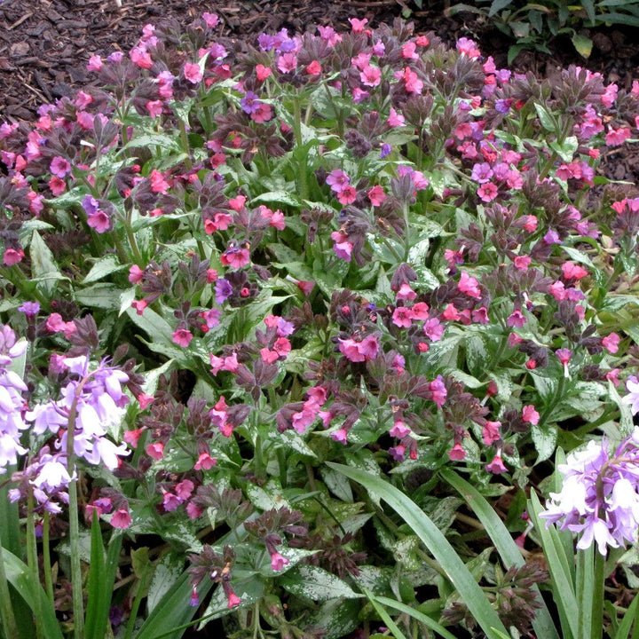 Pulmonaria 'Silver Bouquet' ~ Silver Bouquet Lungwort-ServeScape