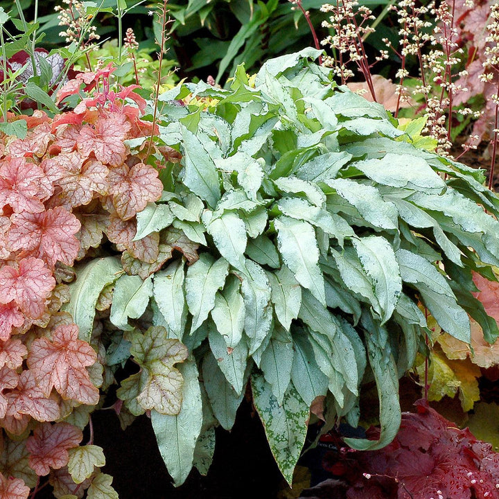 Pulmonaria 'Silver Bouquet' ~ Silver Bouquet Lungwort-ServeScape
