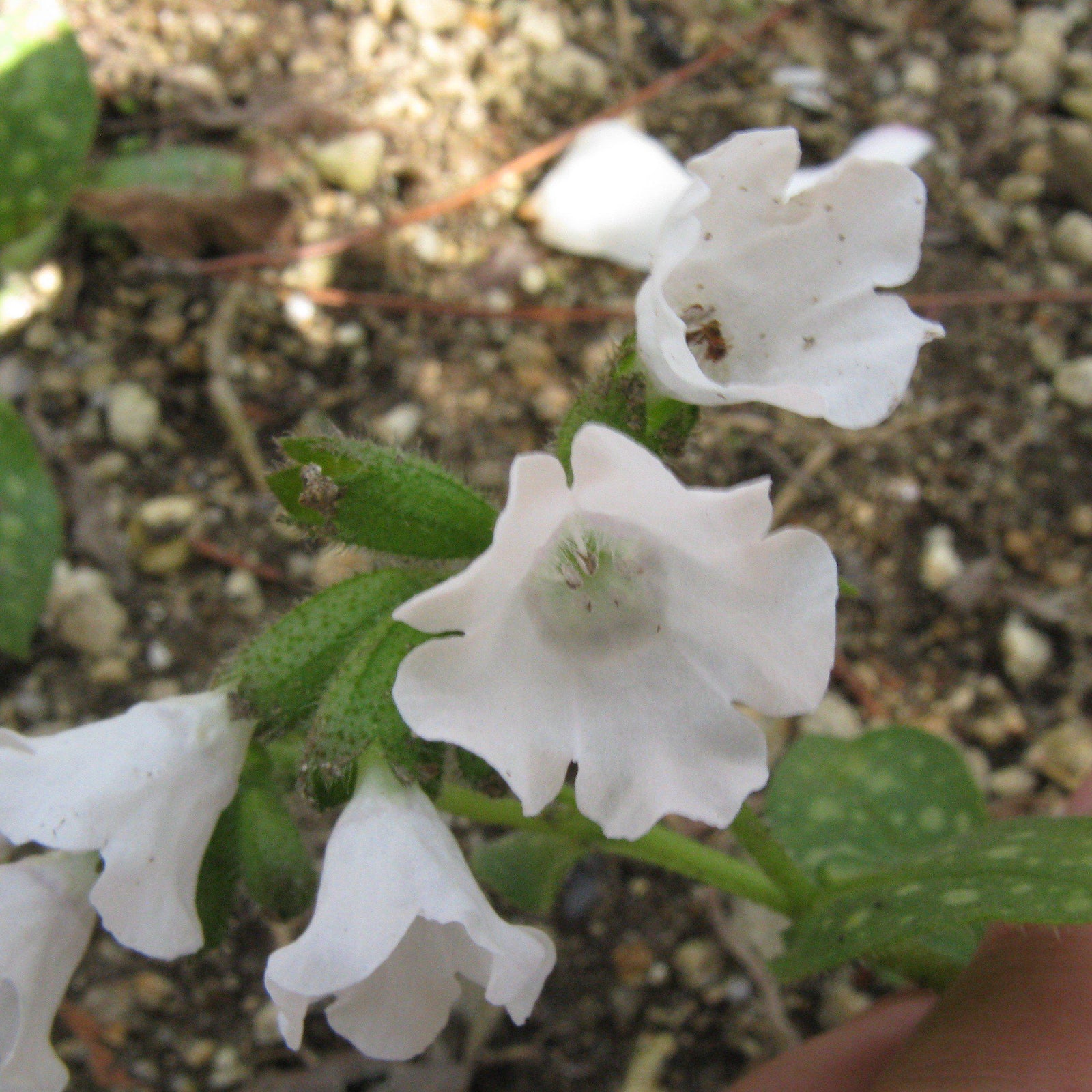Pulmonaria 'Sissinghurst White' ~ Sissinghurst White Lungwort-ServeScape
