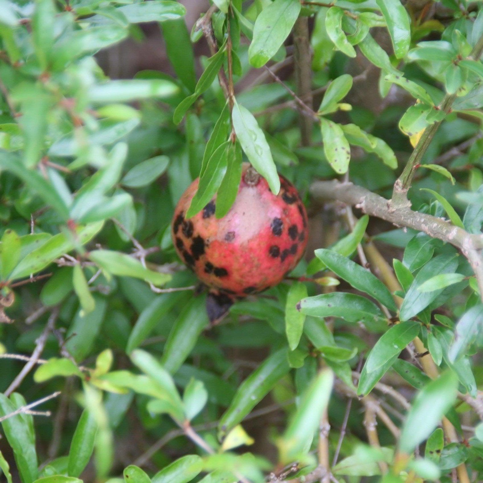 Punica granatum 'Nana' ~ Dwarf Pomegranate - Delivered By ServeScape