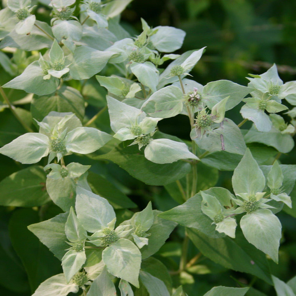 Pycnanthemum muticum ~ Mountain Mint-ServeScape