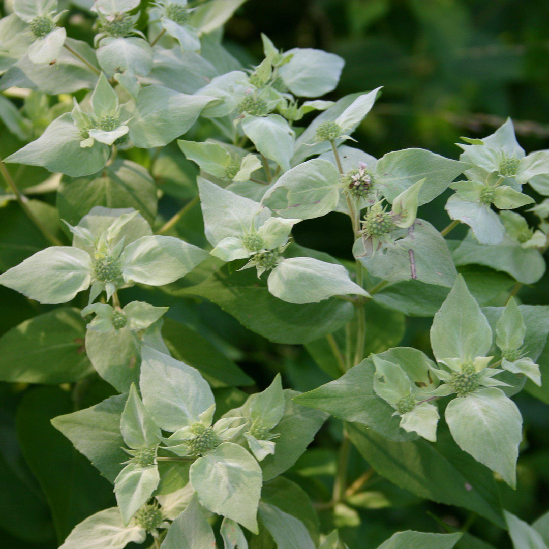 Pycnanthemum muticum ~ Mountain Mint-ServeScape