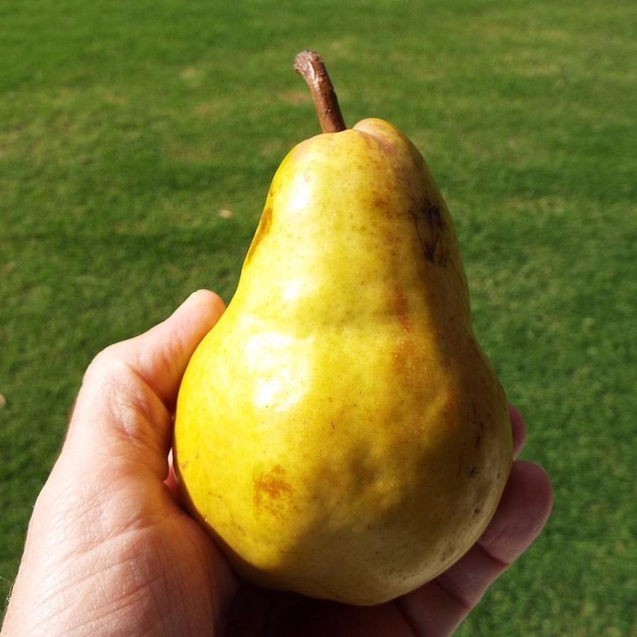 Pyrus communis 'Barlett' ~ Barlett Pear - Delivered By ServeScape