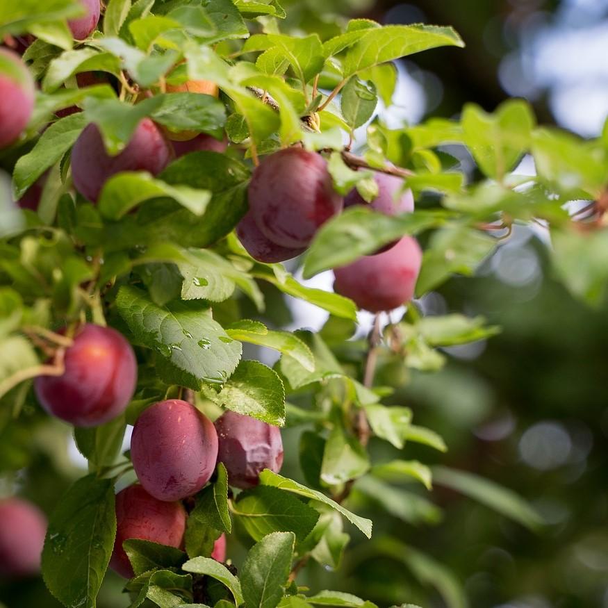 Pyrus salicina 'Methley' ~ Methley Plum-ServeScape