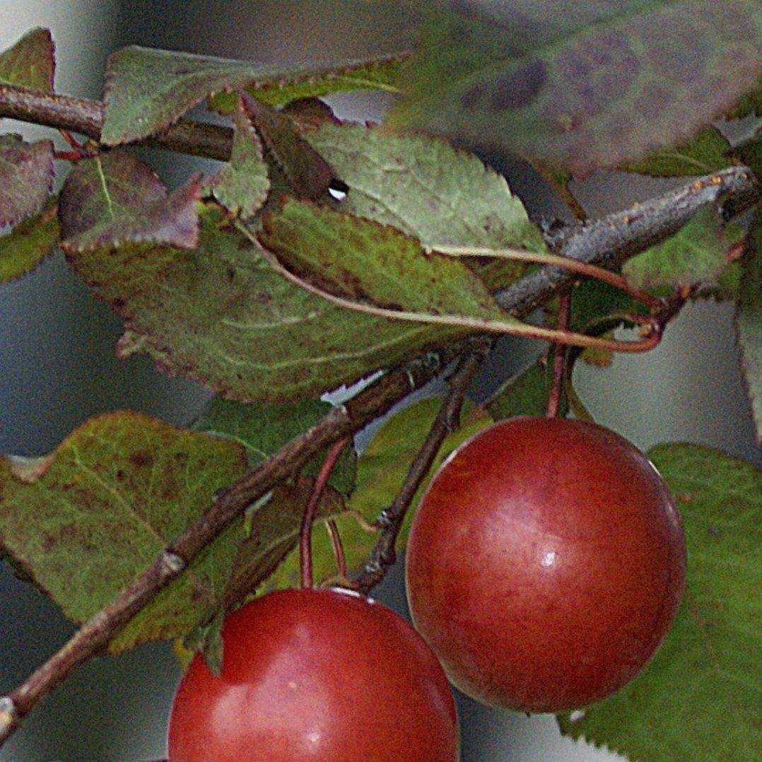 Pyrus salicina 'Santa Rosa' ~ Santa Rosa Plum - Delivered By ServeScape