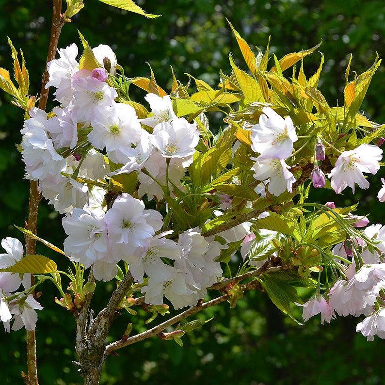 Pyrus communis 'Ayers' ~ Ayers Pear-ServeScape