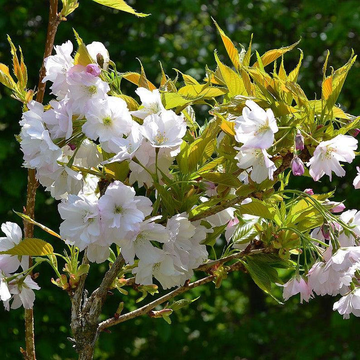 Pyrus communis 'Ayers' ~ Ayers Pear-ServeScape