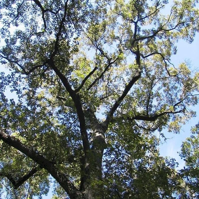 Quercus falcata ~ Southern Red Oak-ServeScape