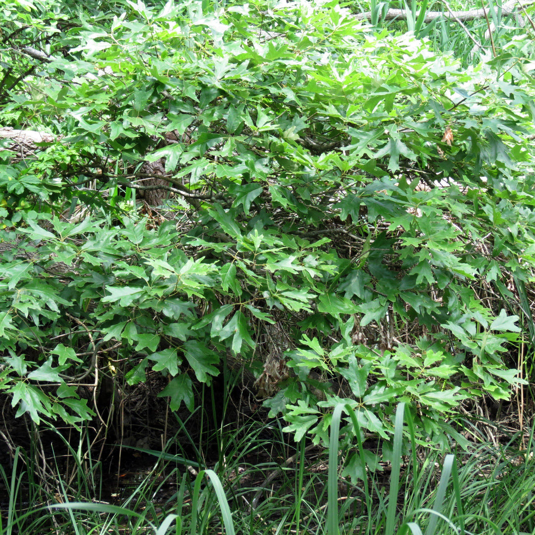 Quercus falcata ~ Southern Red Oak-ServeScape