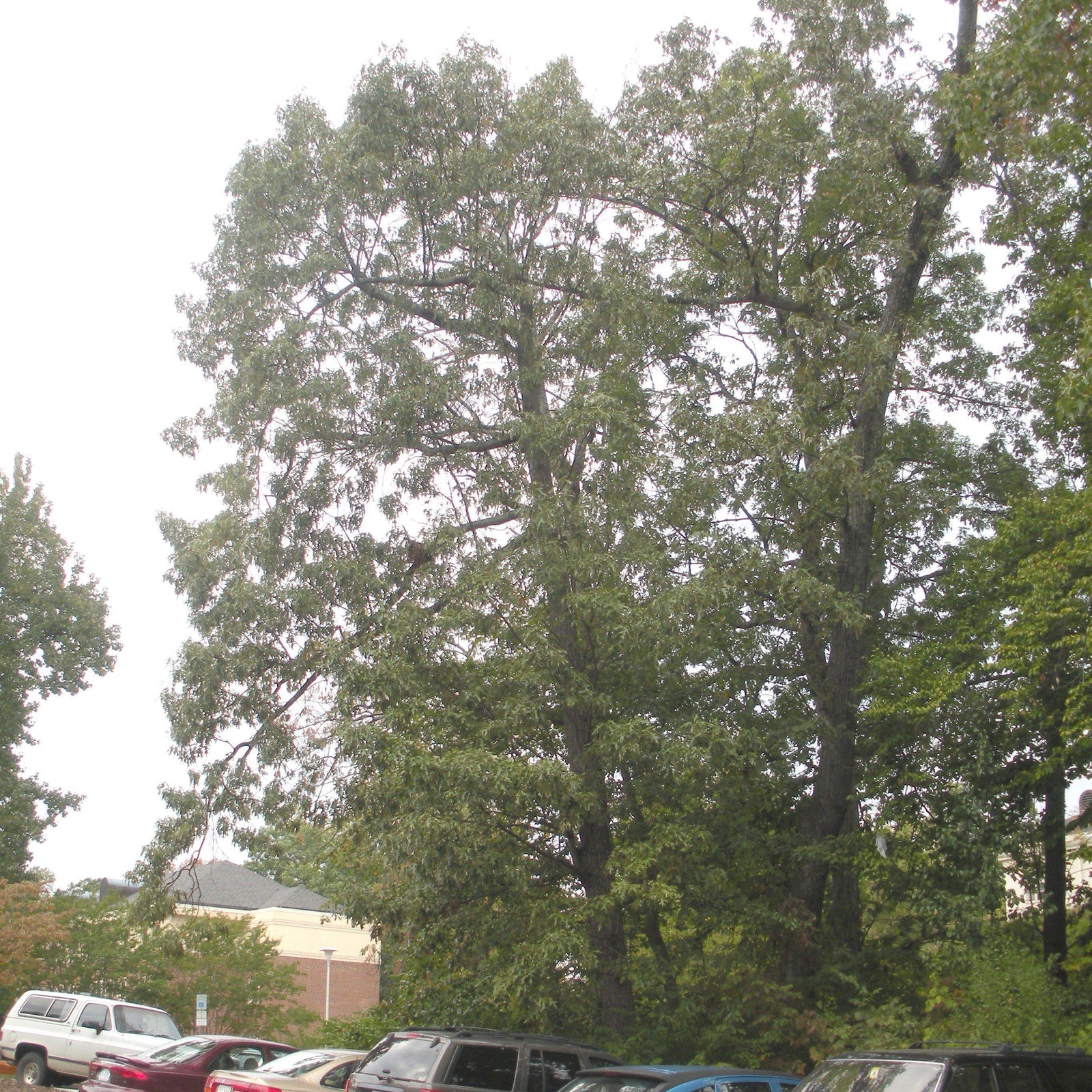 Quercus falcata ~ Southern Red Oak-ServeScape