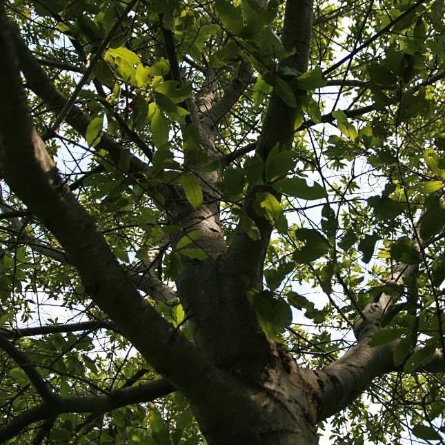 Quercus imbricaria ~ Shingle Oak-ServeScape