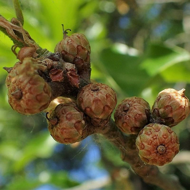 Quercus imbricaria ~ Shingle Oak-ServeScape
