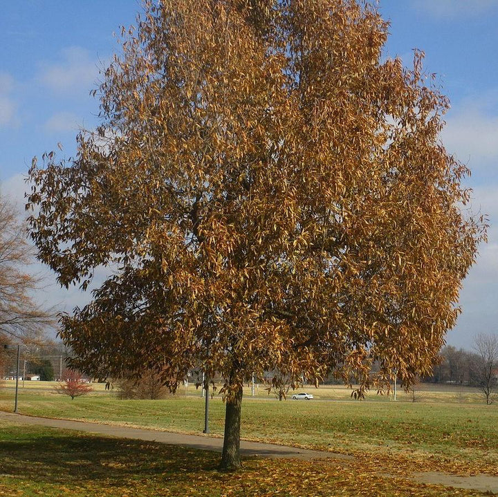 Quercus imbricaria ~ Shingle Oak-ServeScape