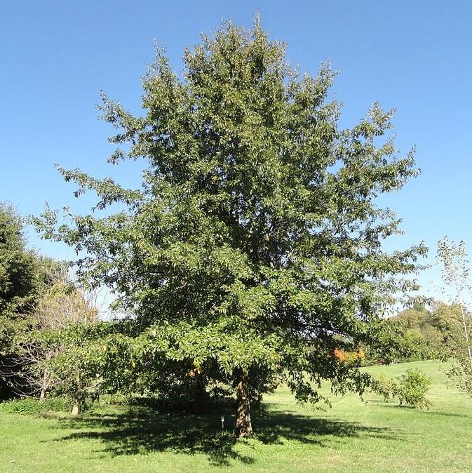 Quercus imbricaria ~ Shingle Oak-ServeScape