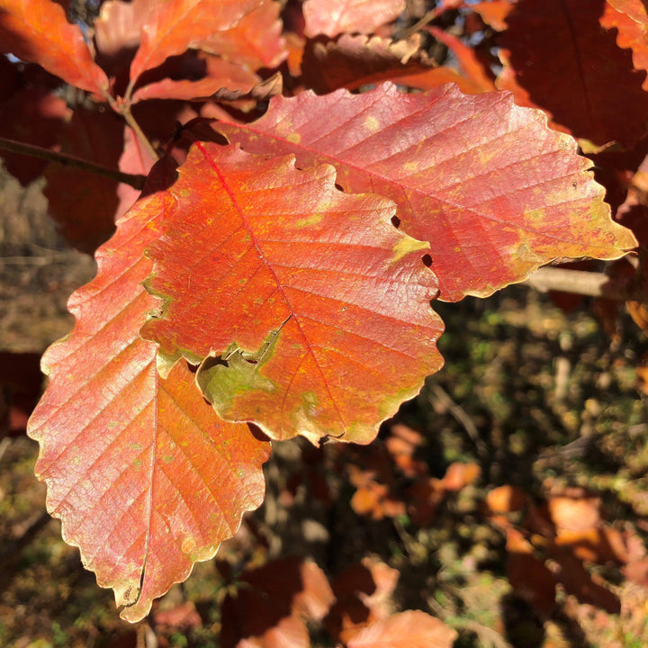 Quercus michauxii ~ Swamp Chestnut Oak-ServeScape