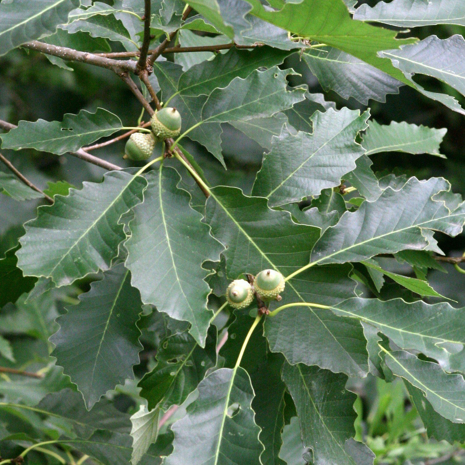 Quercus muehlenbergii ~ Chinkapin Oak - Delivered By ServeScape