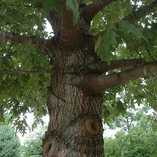 Quercus pagoda ~ Cherrybark Oak-ServeScape