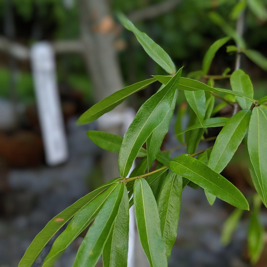 Quercus phellos ~ Willow Oak - Delivered By ServeScape