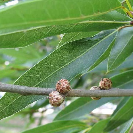 Quercus phellos ~ Willow Oak - Delivered By ServeScape