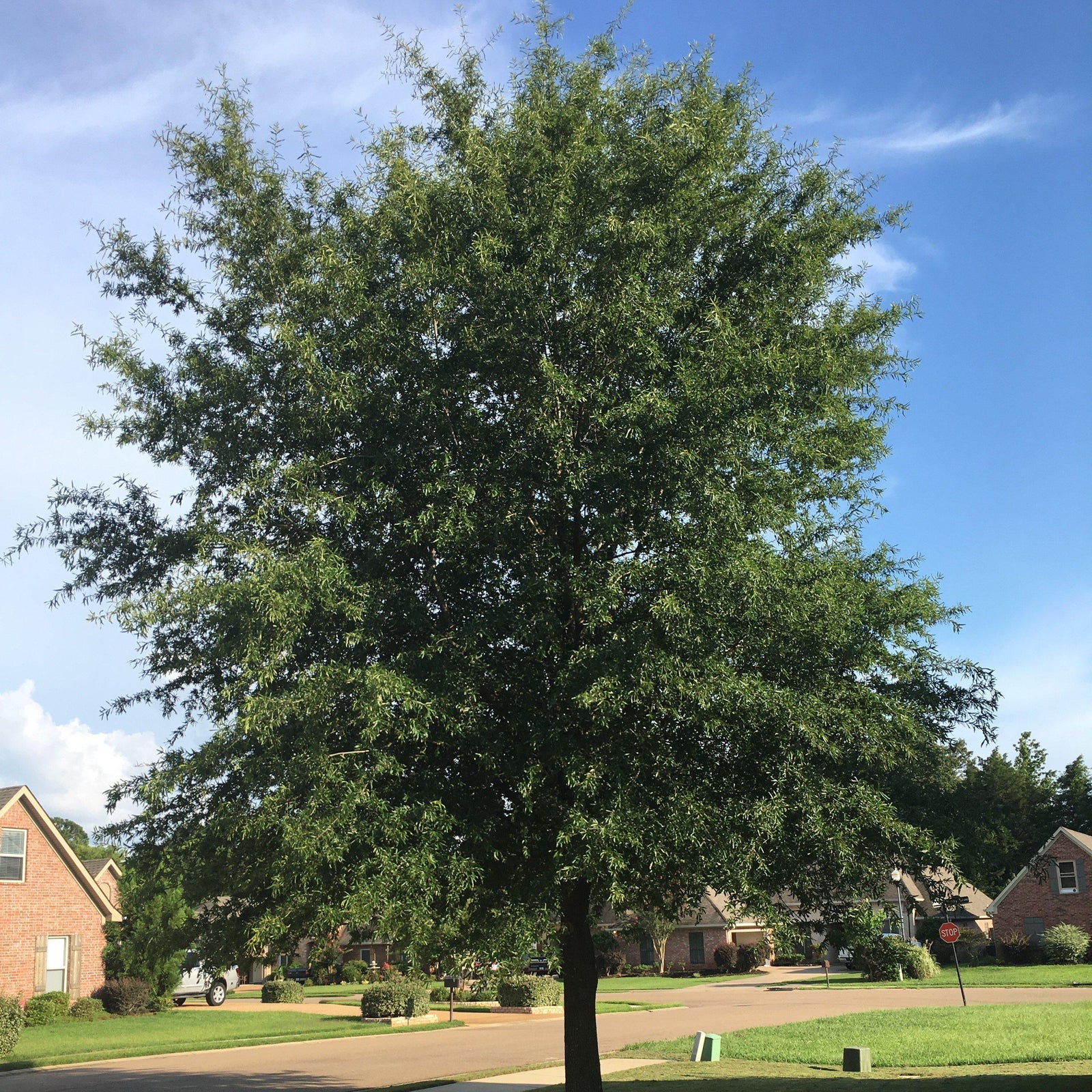 Quercus phellos ~ Willow Oak-ServeScape