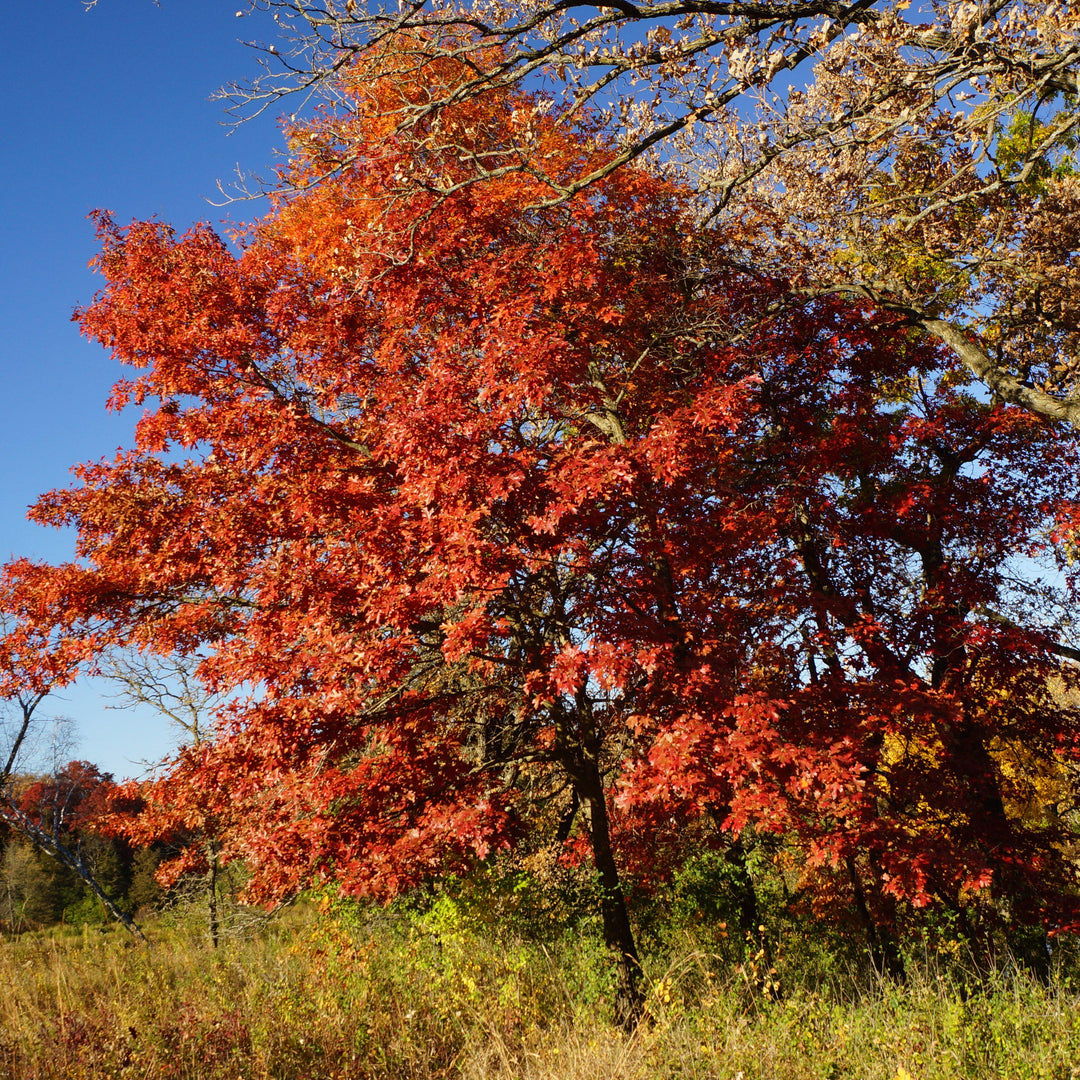Quercus rubra ~ Northern Red Oak-ServeScape