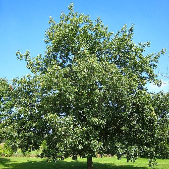 Quercus rubra ~ Northern Red Oak-ServeScape