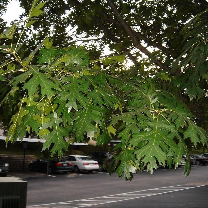 Quercus shumardii ~ Shumard Oak - Delivered By ServeScape