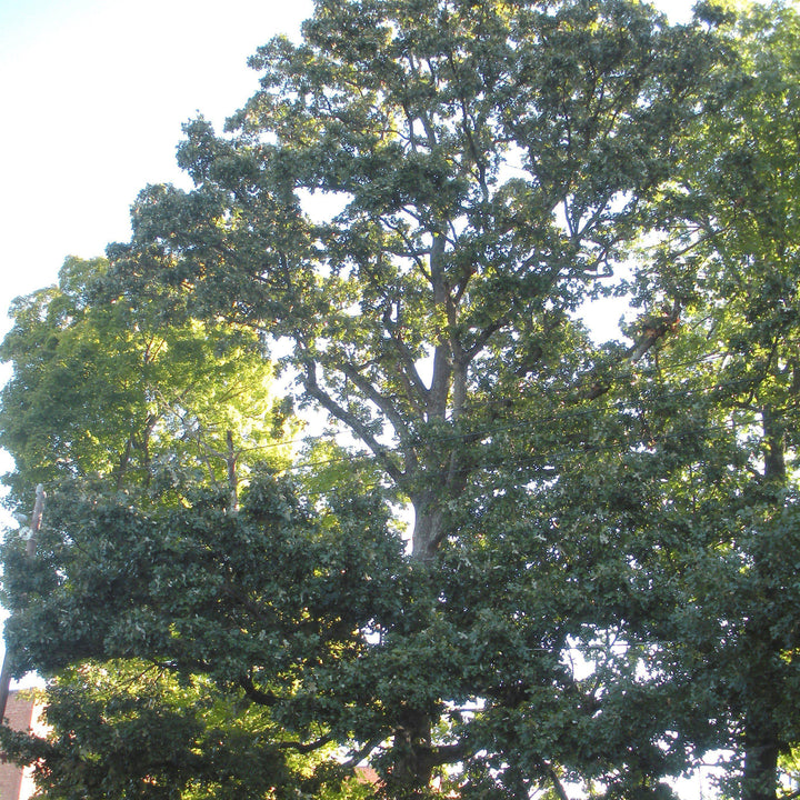 Quercus stellata ~ Post Oak-ServeScape