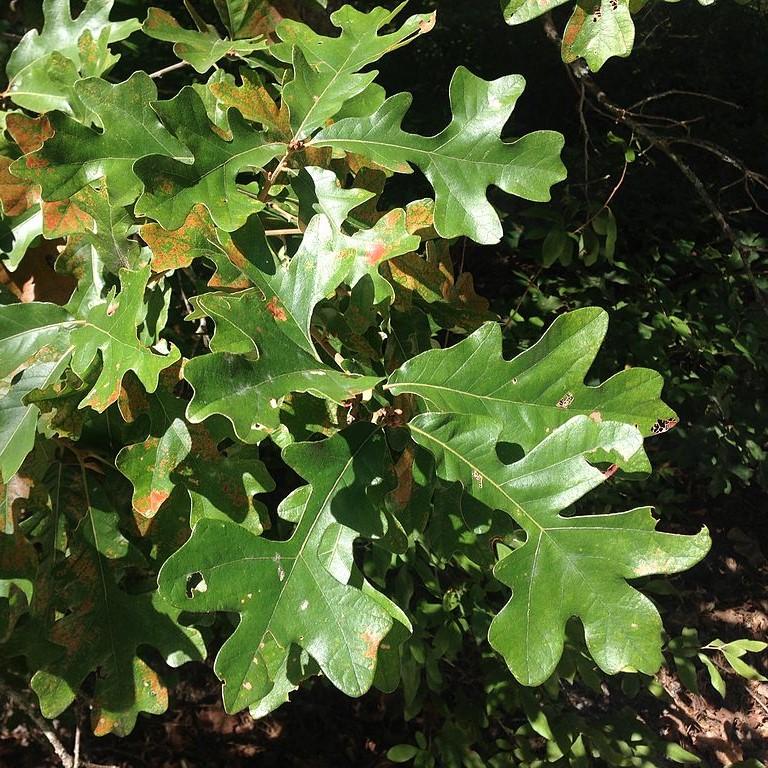 Quercus stellata ~ Post Oak-ServeScape