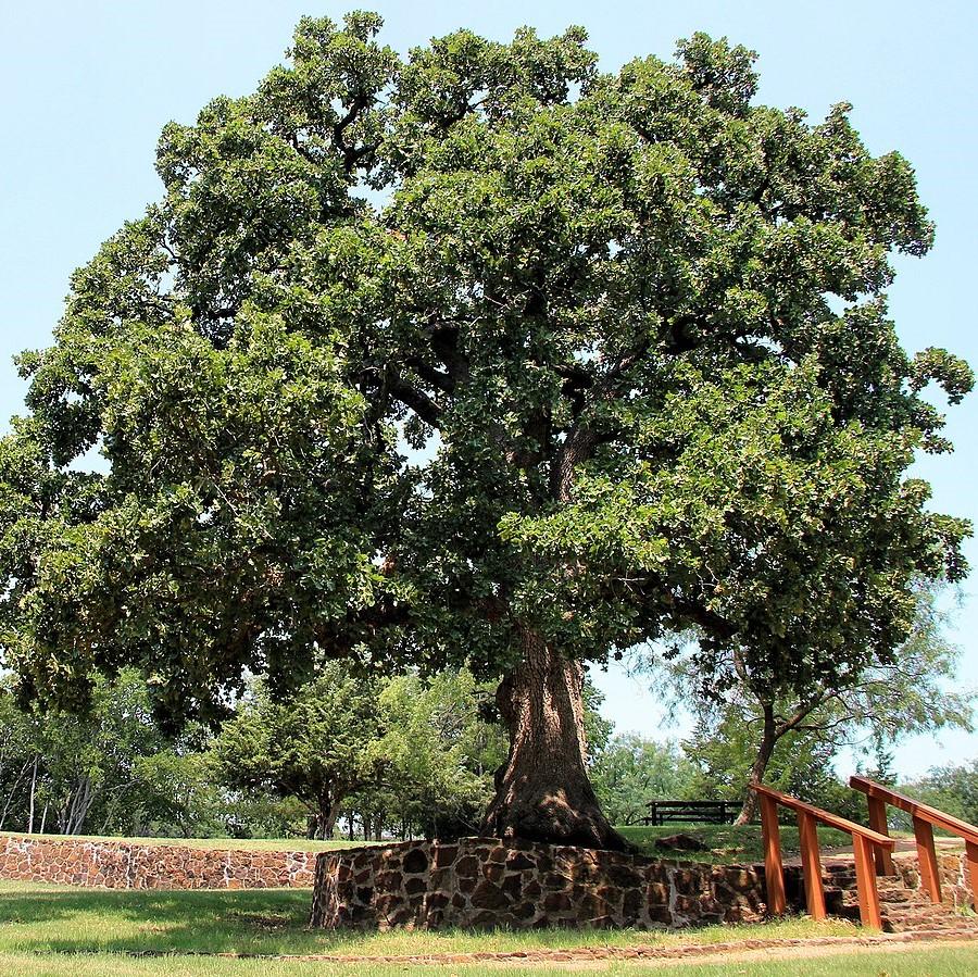 Quercus stellata ~ Post Oak-ServeScape