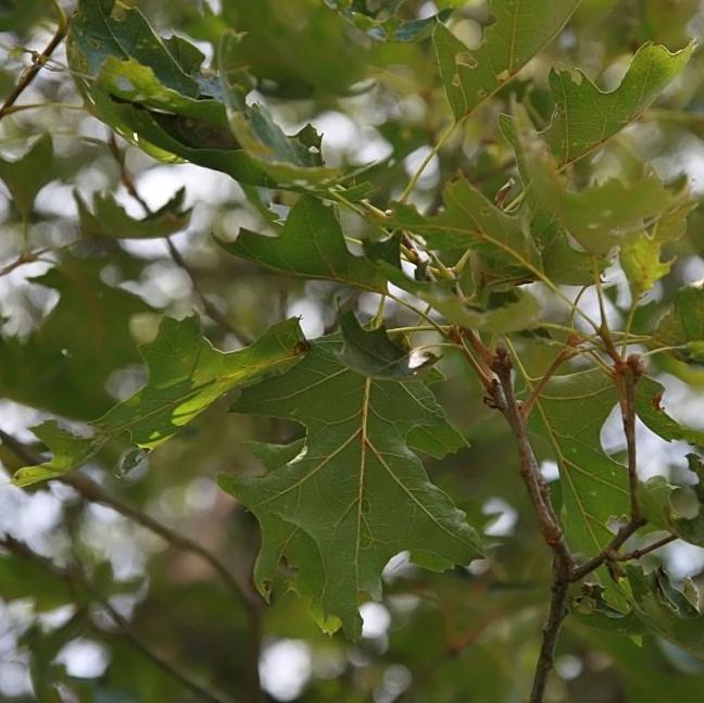 Quercus velutina ~ Black Oak-ServeScape